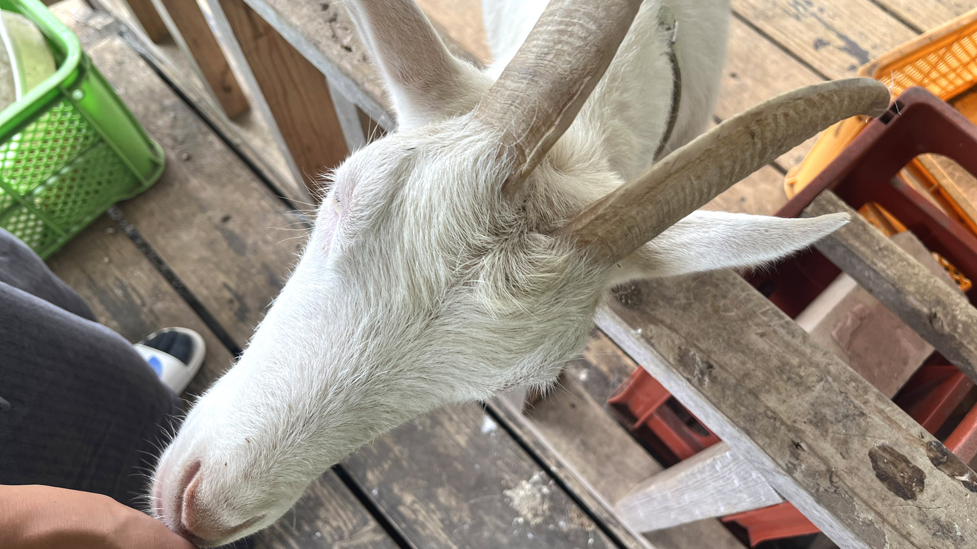 ヤギさんと戯れて癒されてください