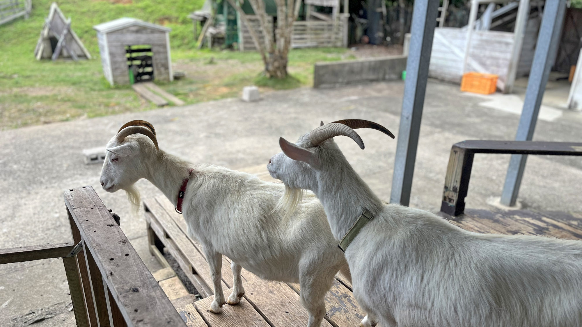 親子がお出迎え