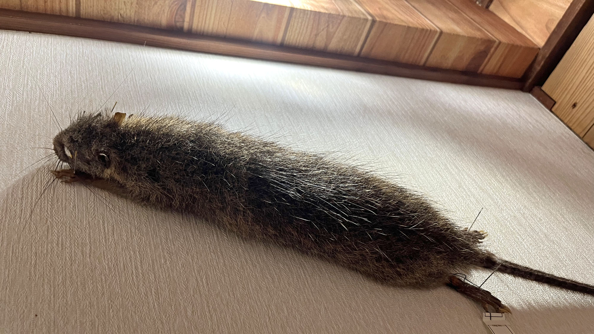 日本で一番大きいネズミの剥製