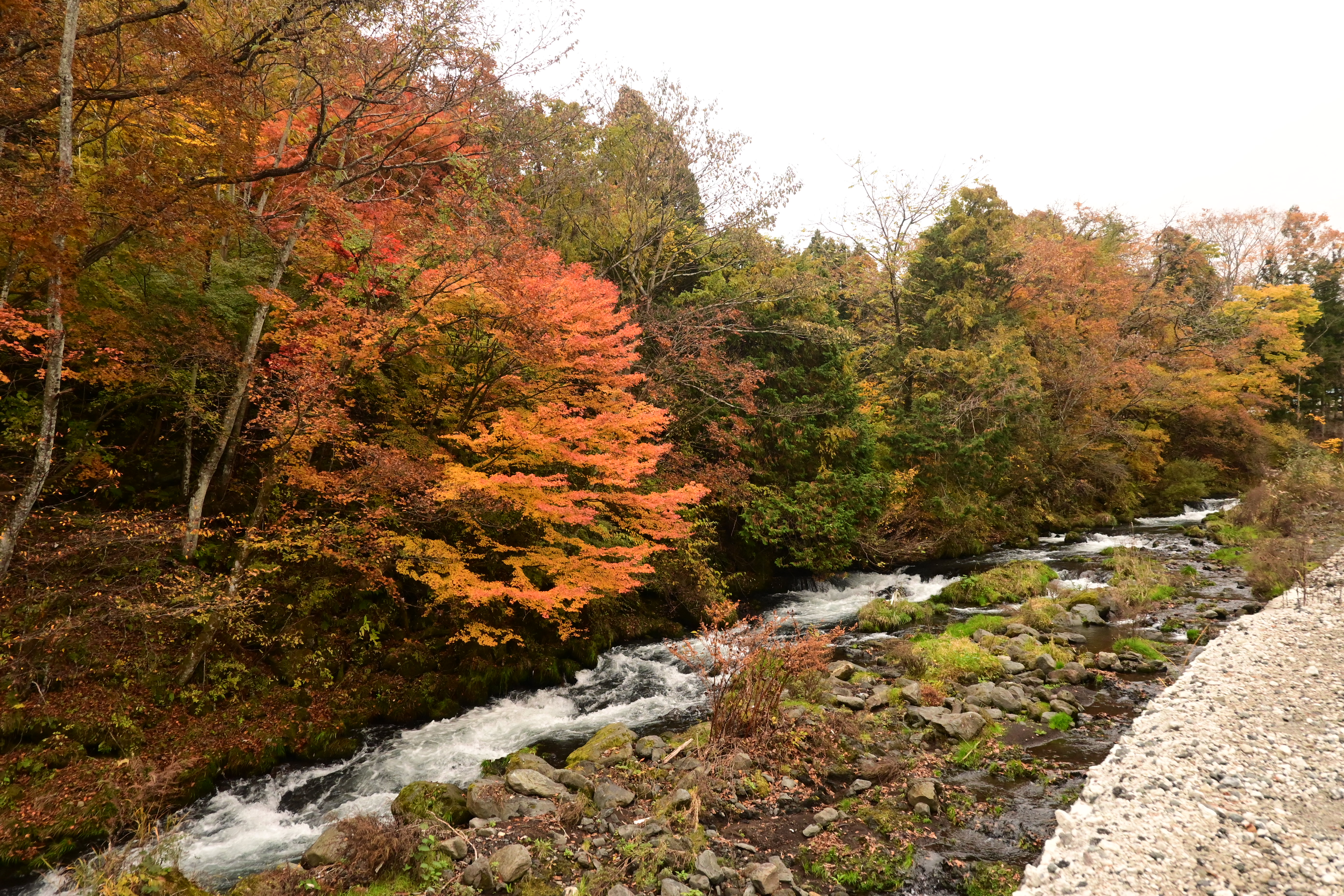 紅葉に染まる桂川