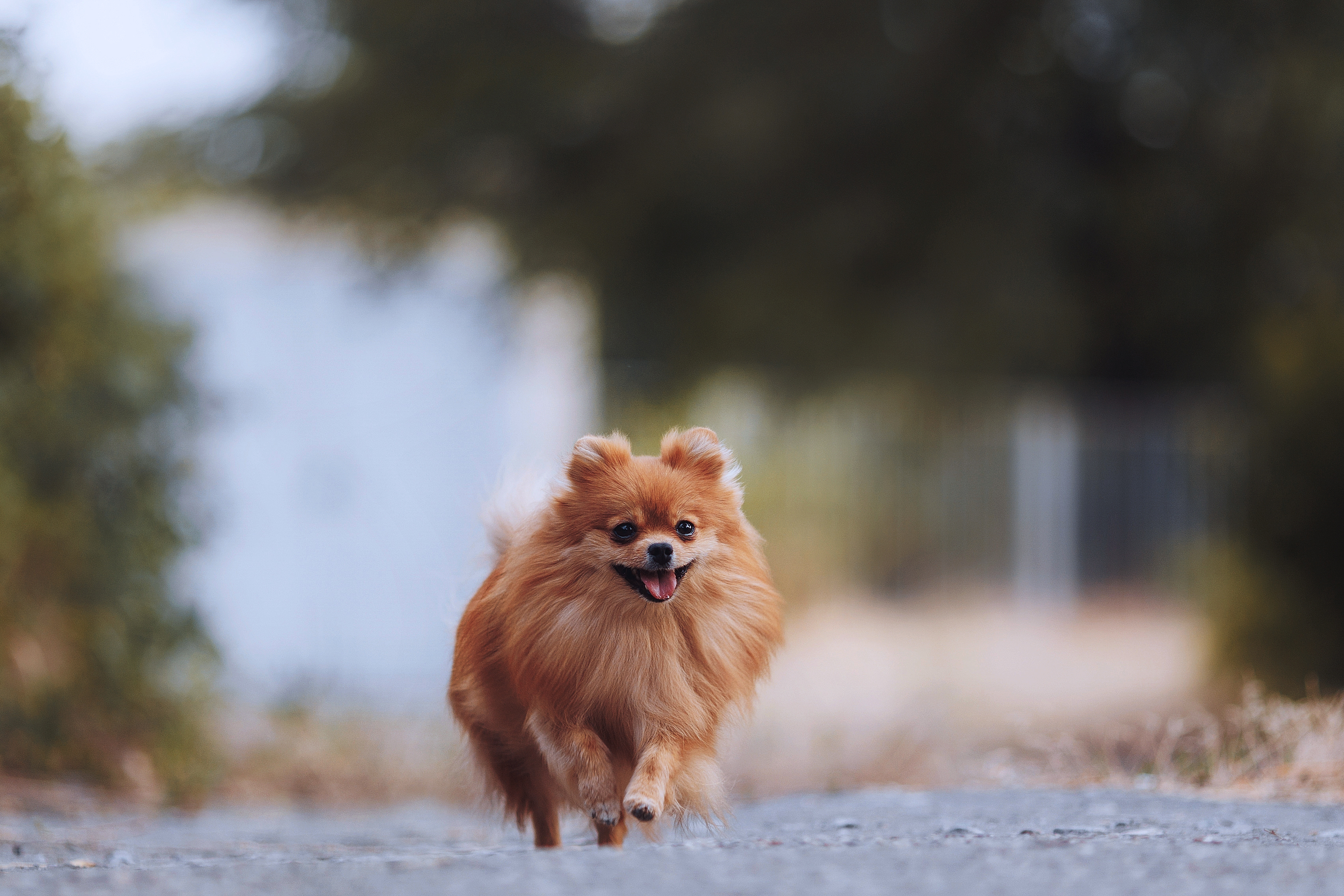 イメージ / 愛犬と一緒に楽しむ旅を。