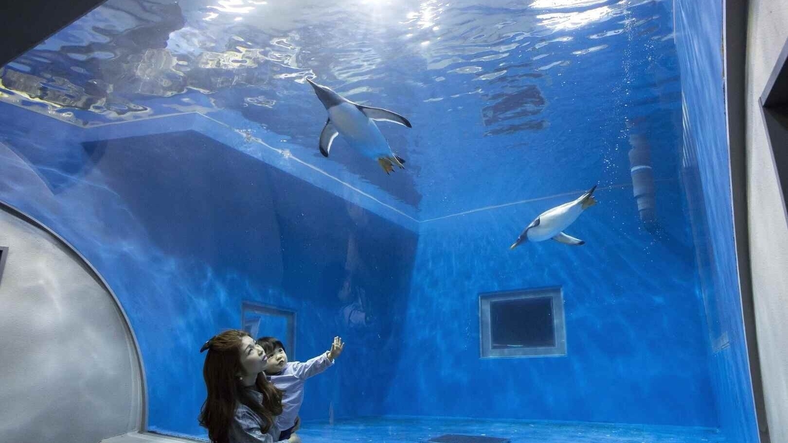 【福井・越前海岸を満喫】越前松島水族館チケット付き宿泊プラン〜2食付〜