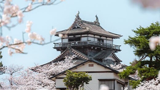 丸岡城のソメイヨシノ