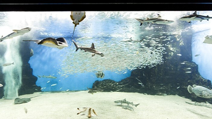 越前松島水族館