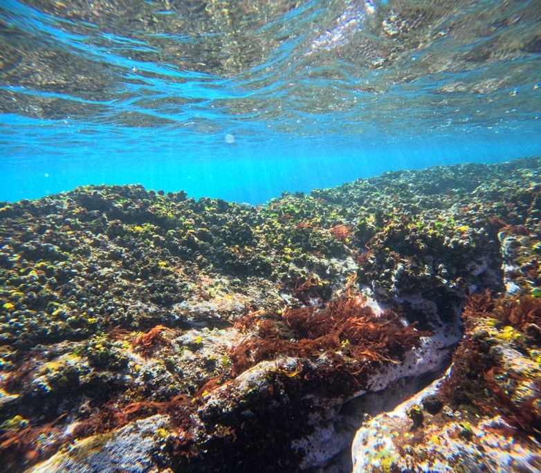 真鶴の青く澄んだ琴ヶ浜で楽しむ、送迎付きスノーケリング体験プラン（2食付）【特典：貸切風呂+サウナ】
