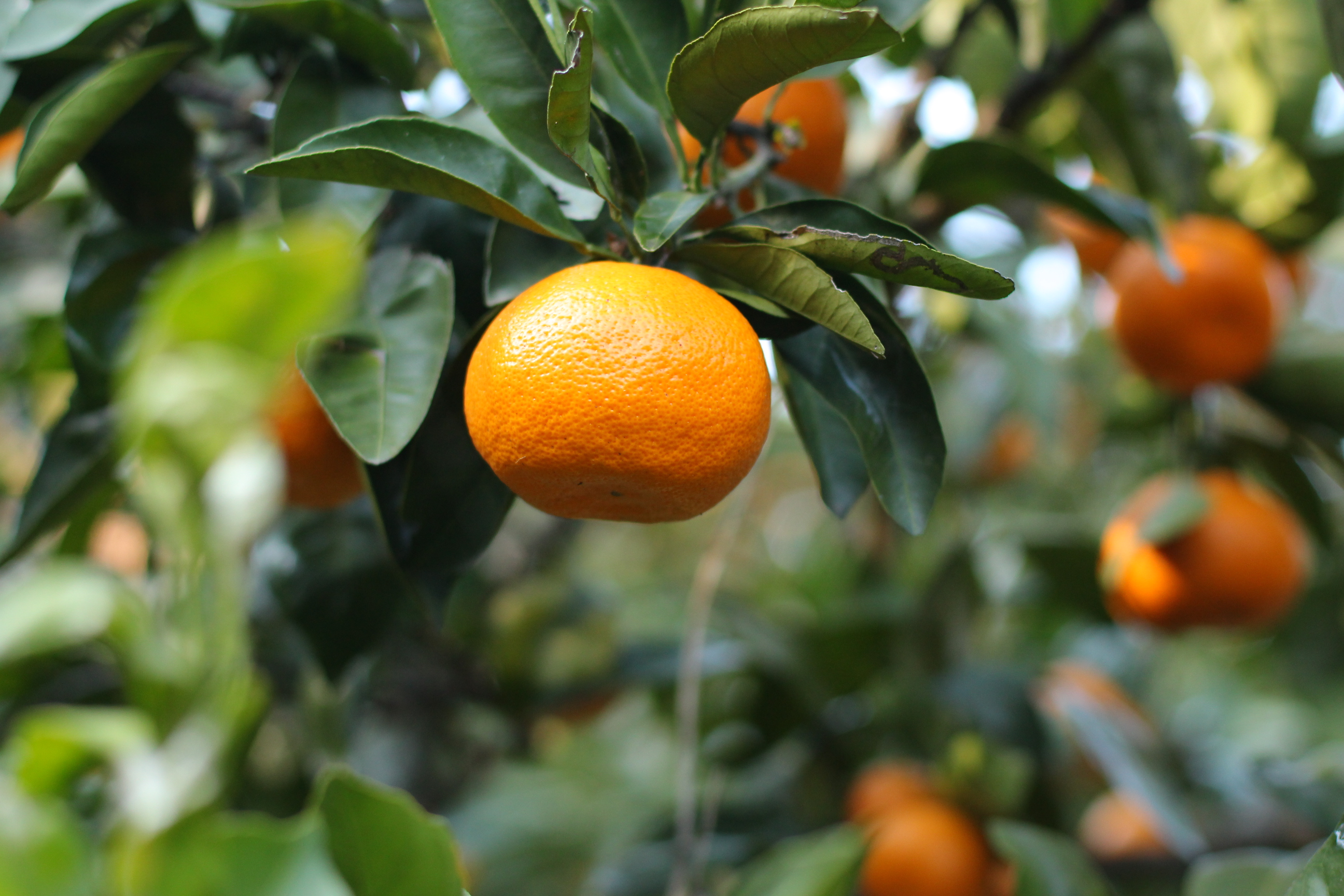 【秋】相模湾を見下ろす絶景農園でのみかん狩り体験付プラン