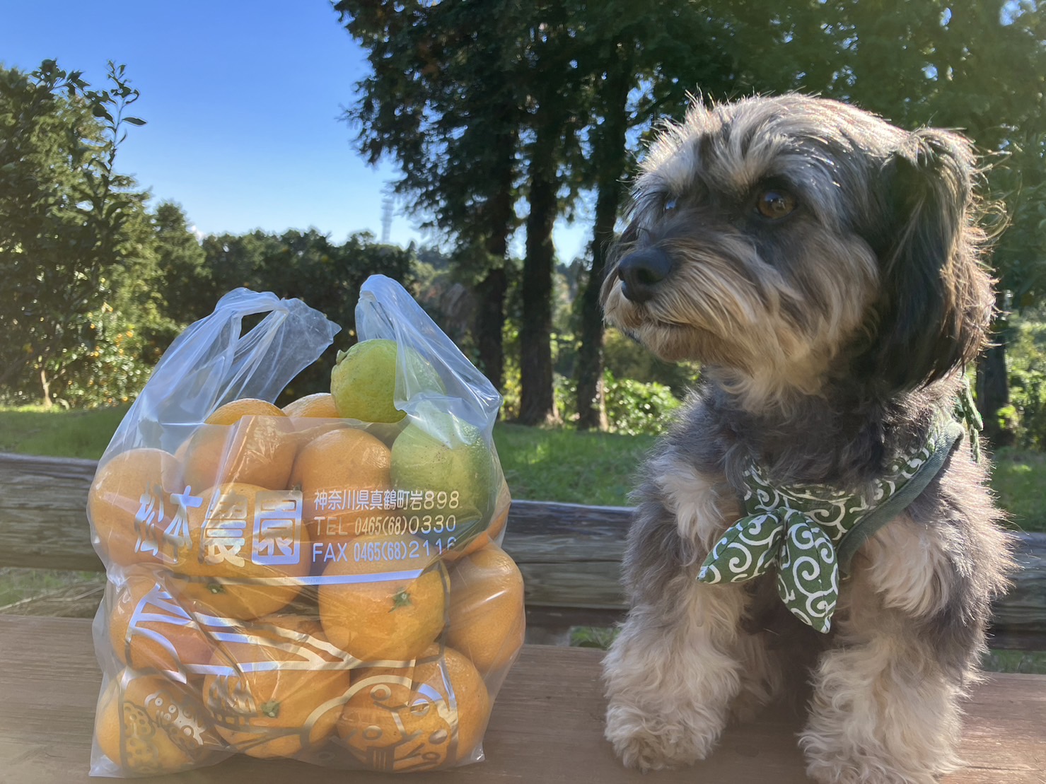 【秋】相模湾を見下ろす絶景農園でのみかん狩り体験付プラン