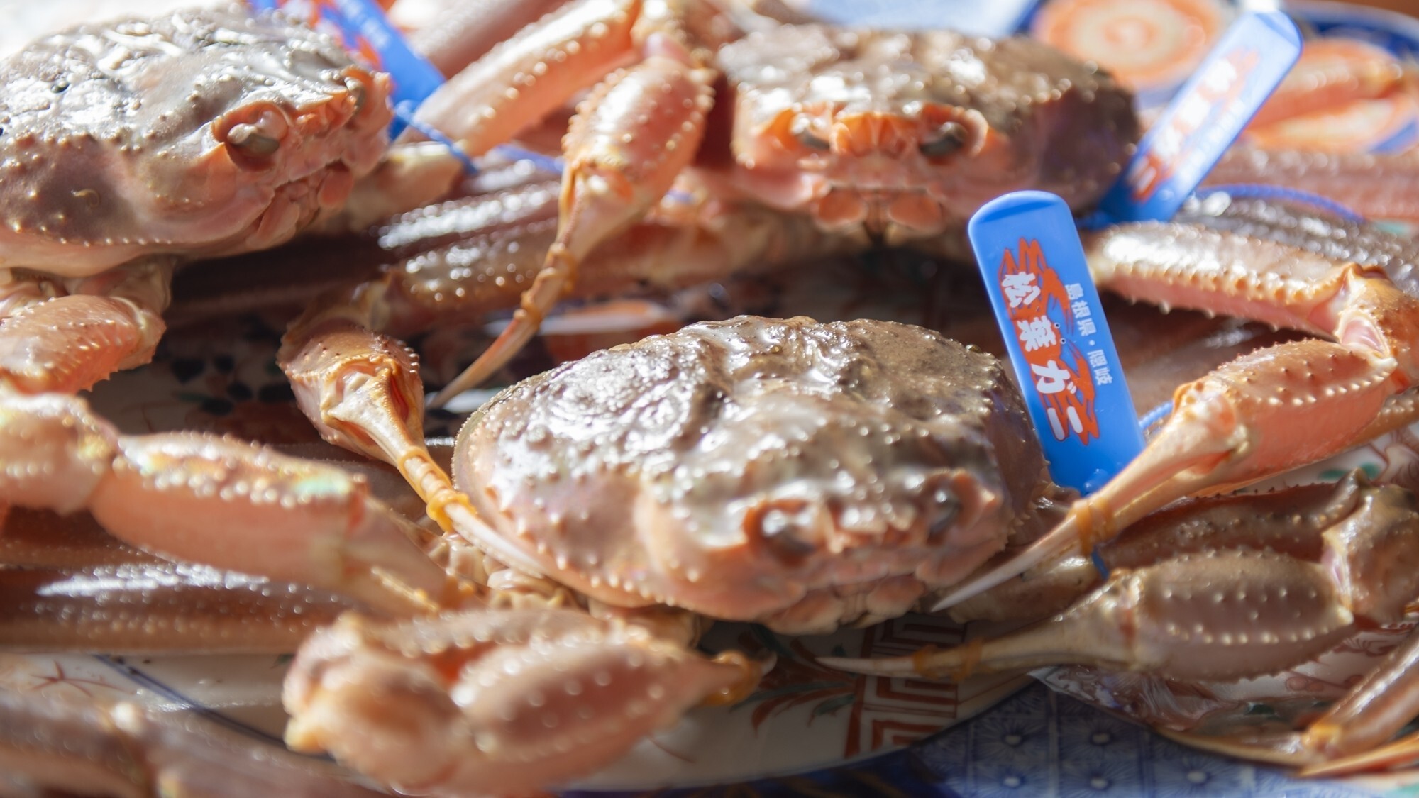 【夕食一例／冬季限定】山陰沖で捕れた新鮮な活松葉ガニをお楽しみください。