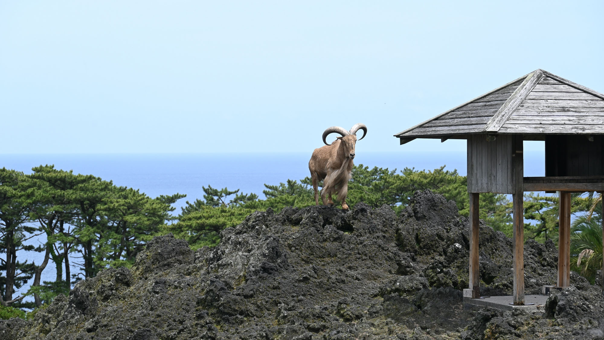 大島公園　動物園