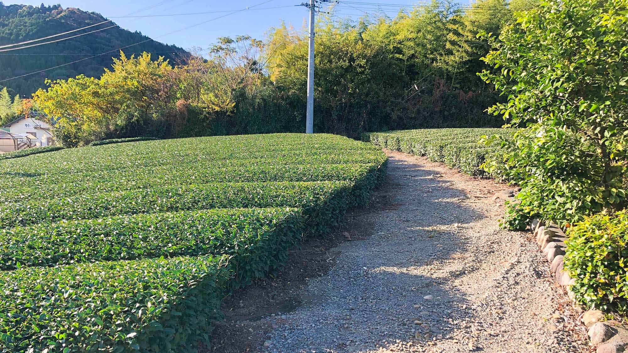 ・【茶畑】緑豊かな茶畑の景色と共に、ゆったりとした時間をお過ごしいただけます