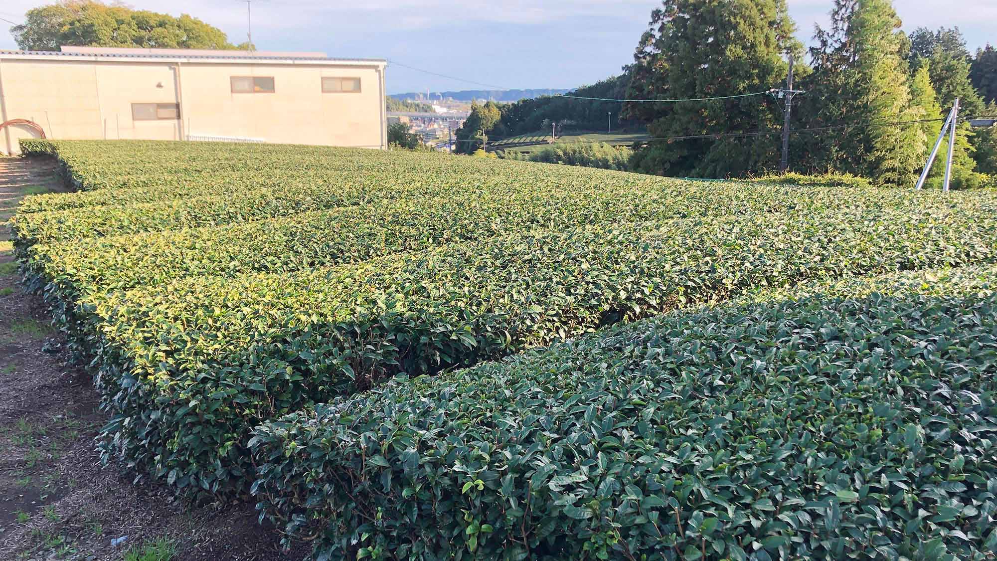 ・【茶畑】緑の絨毯を眺めながら、心も体もリフレッシュ