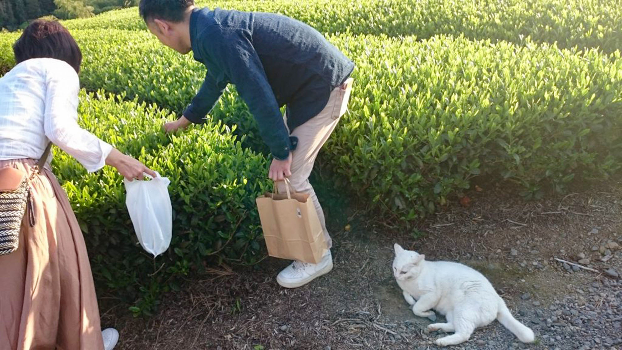 ・【茶畑】茶畑を眺めながらのんびりと、自然と一体になる宿泊体験