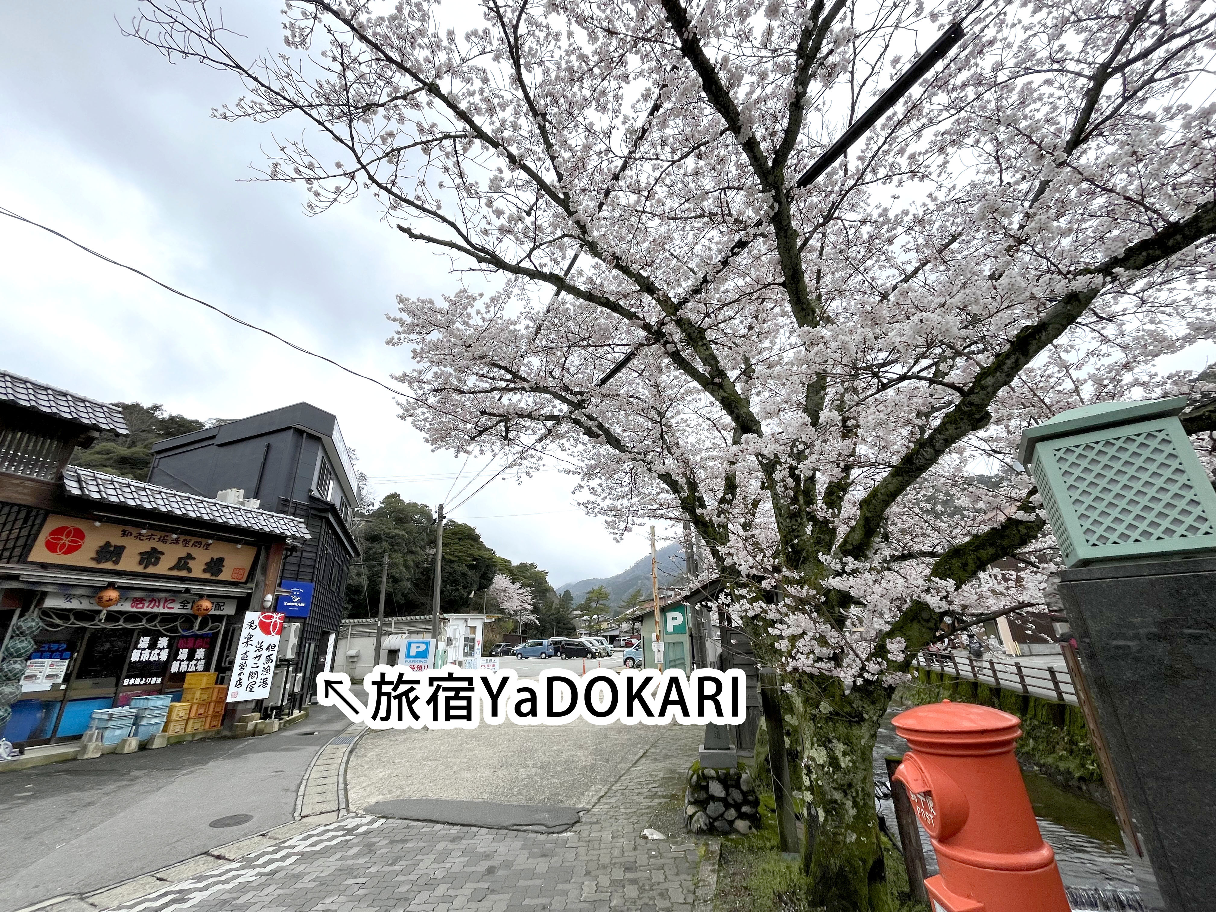 旅宿YaDOKARIの目の前には桜並木が続きます。