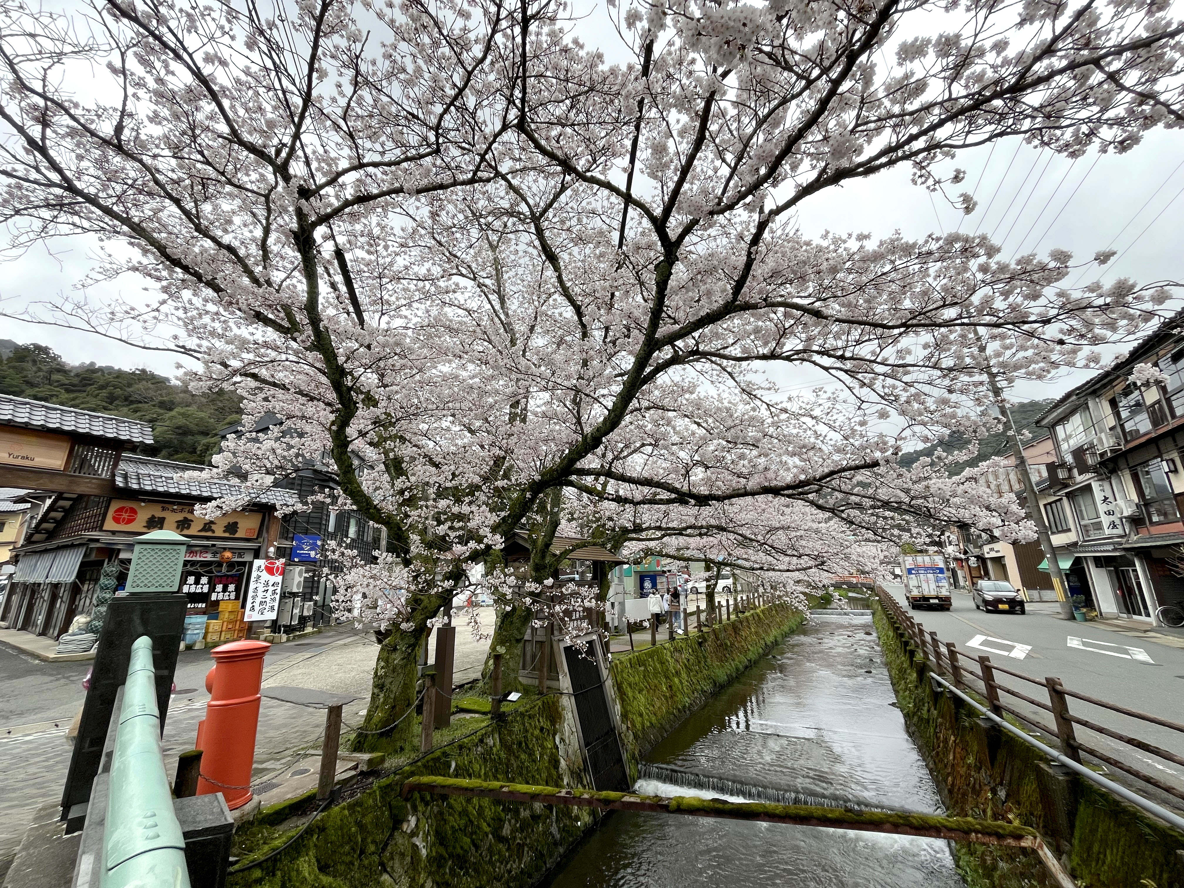 旅宿YaDOKARIの目の前には桜並木が続きます。