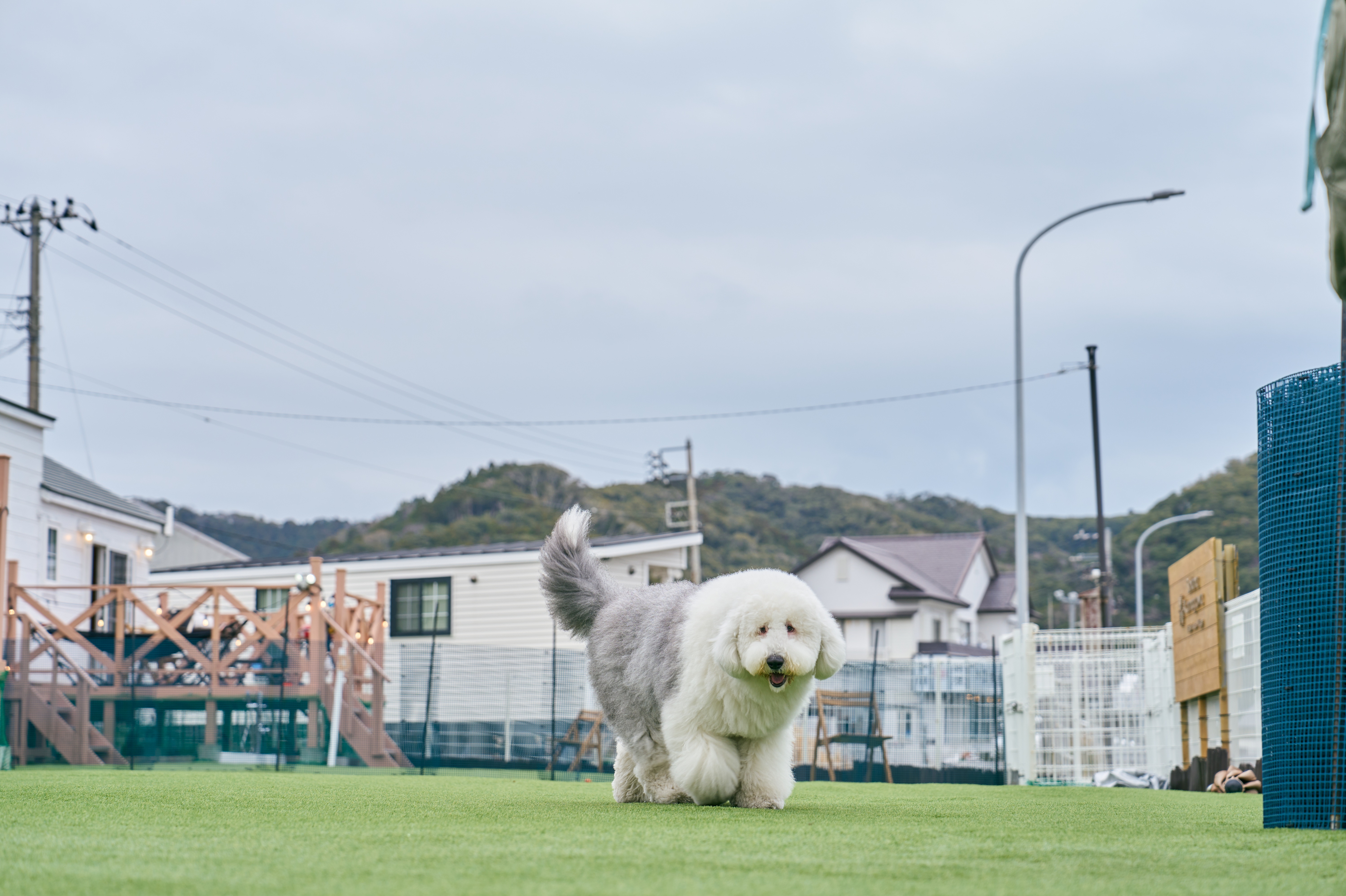 ドッグラン