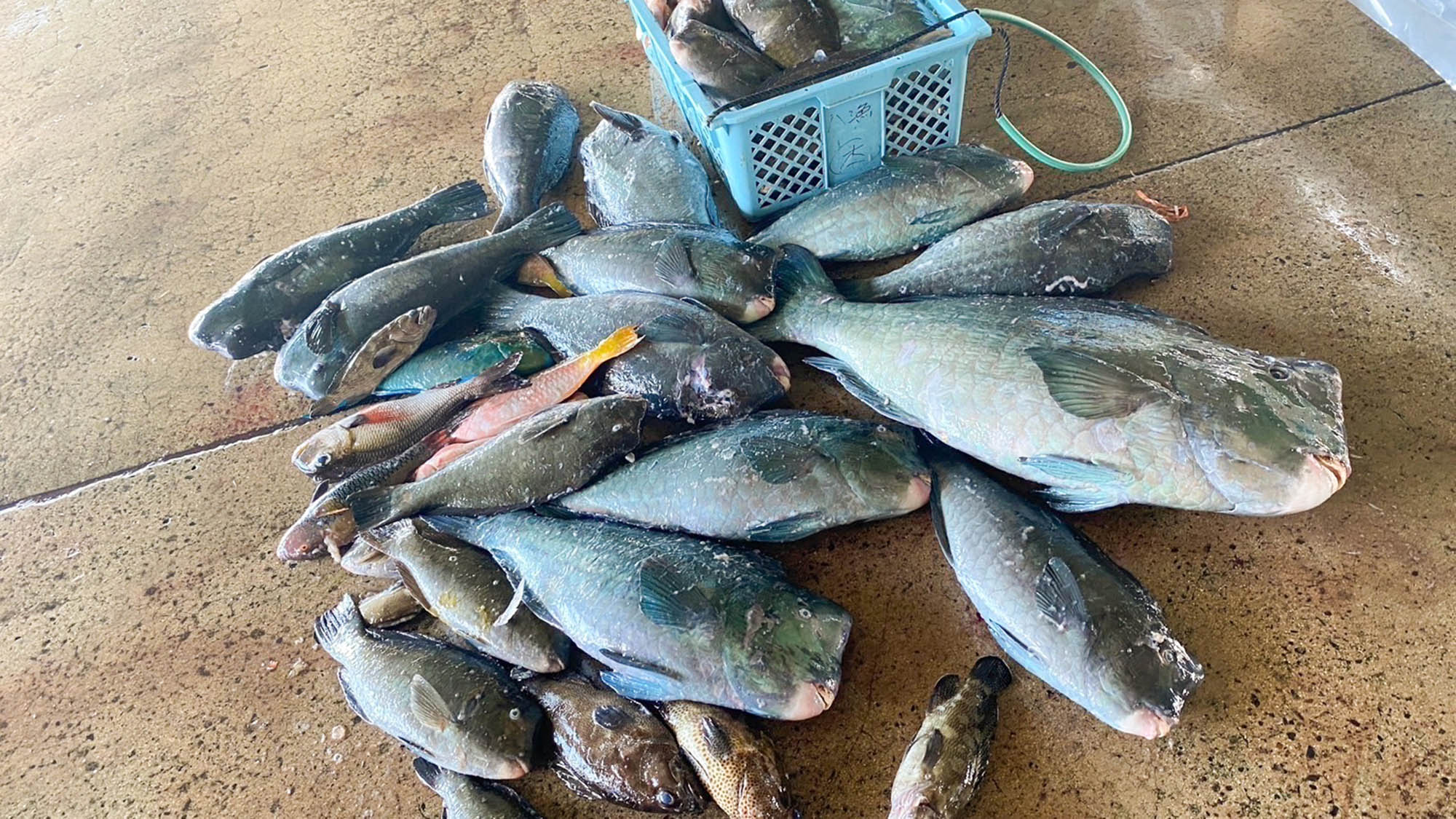 ・【八重山漁協】沖縄ならではのカラフルなお魚たちが見れるかもしれませんよ