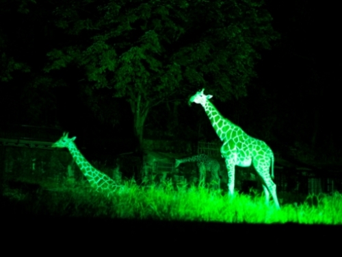 Higashiyama Zoo "Giraffe" 10 minutes from the hotel
