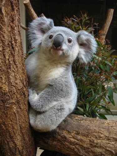 Higashiyama Zoo "Koala" About 10 minutes from the hotel