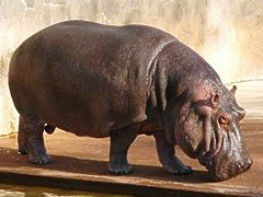 Higashiyama Zoo "Hippo" About 10 minutes from the hotel