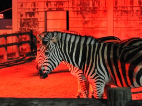 Higashiyama Zoo "Zebra" 10 minutes from the hotel