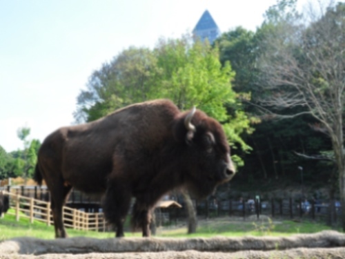 Higashiyama Zoo "Bison" 10 minutes from the hotel