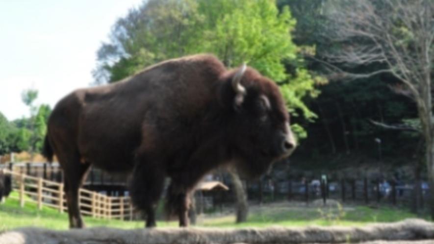 東山動物園『バイソン』ホテルから約10分