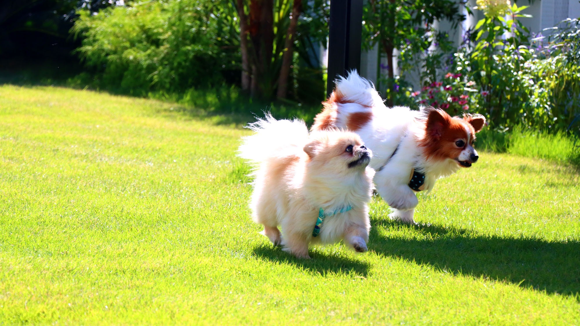愛犬とリゾート旅プライベートガーデン付きラグジュアリーなリゾートVillaでのんびりステイ 素泊まり