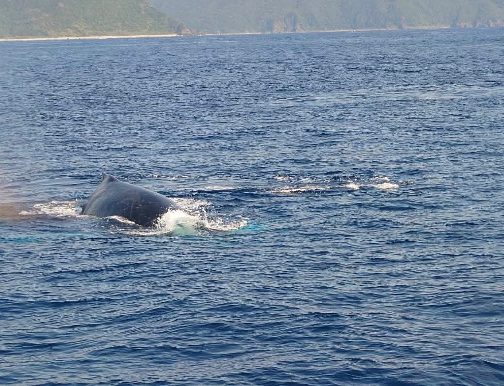 ホェールウォチング