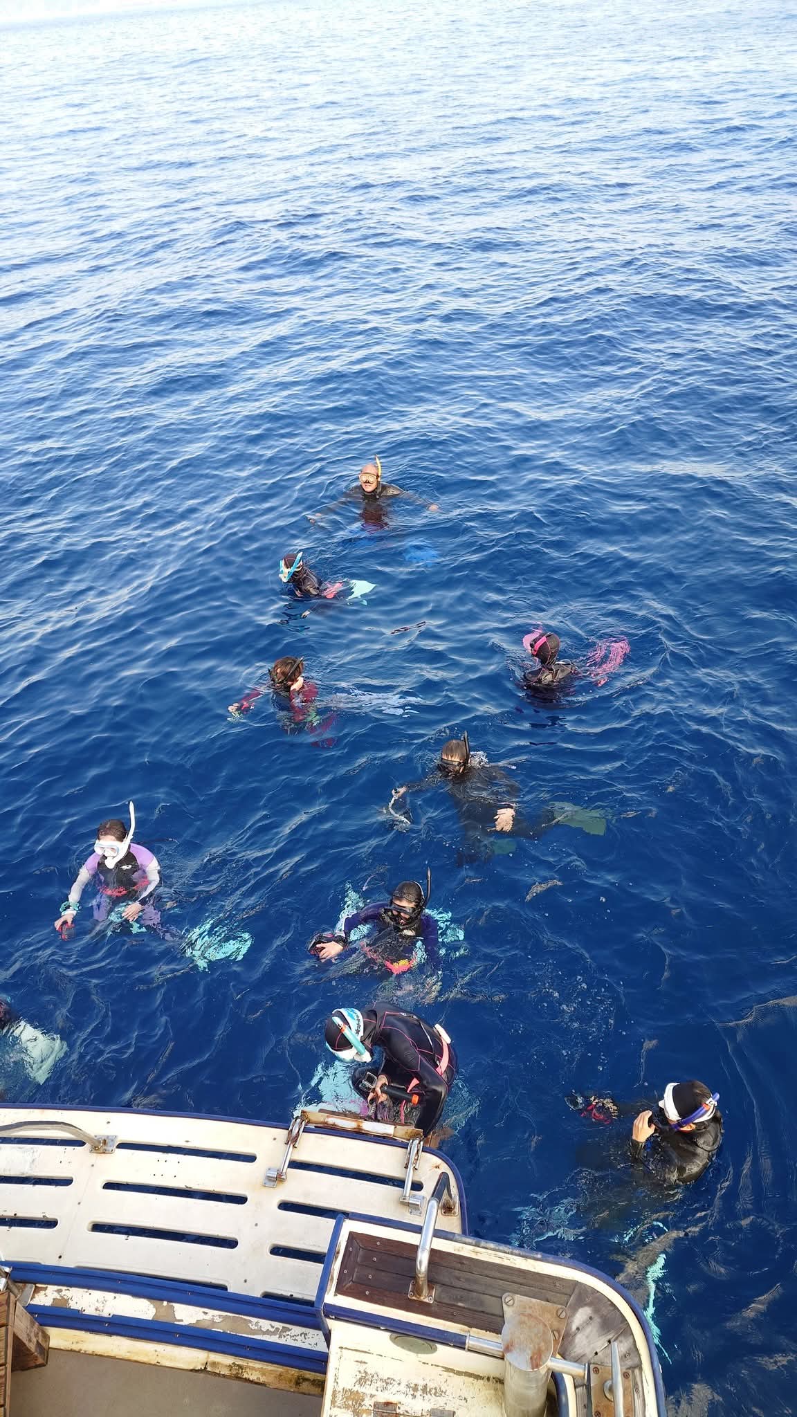 ホェールスィーム