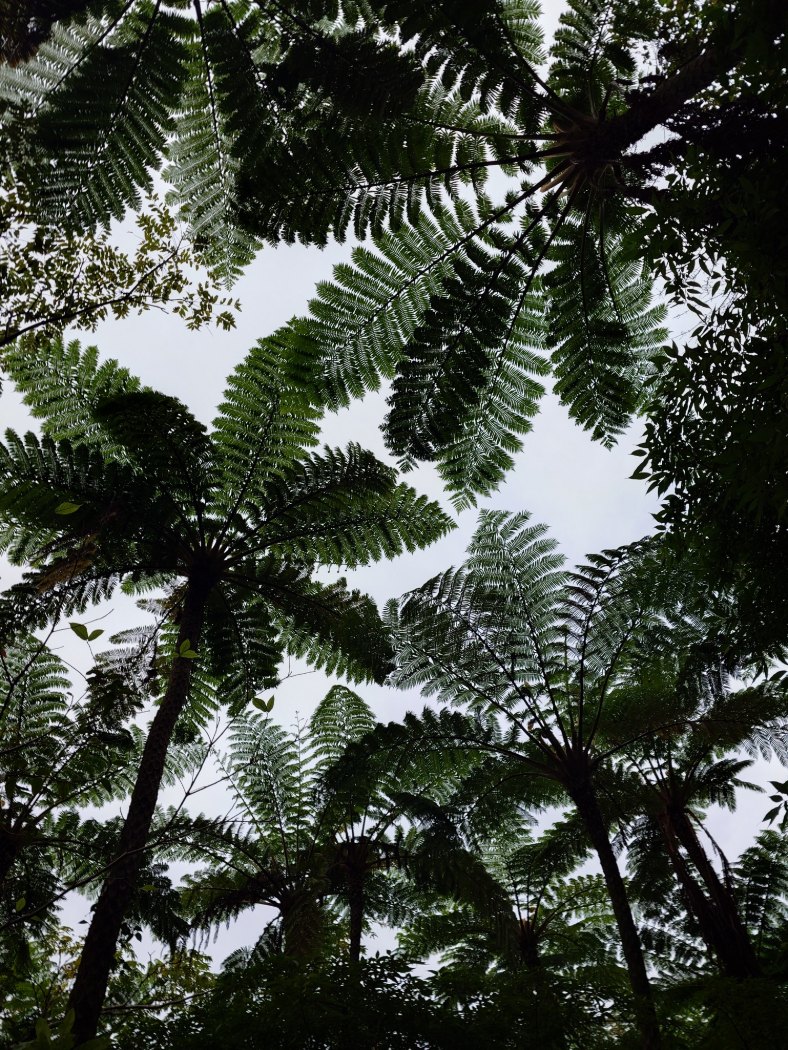 ヒカゲヘゴ群生地