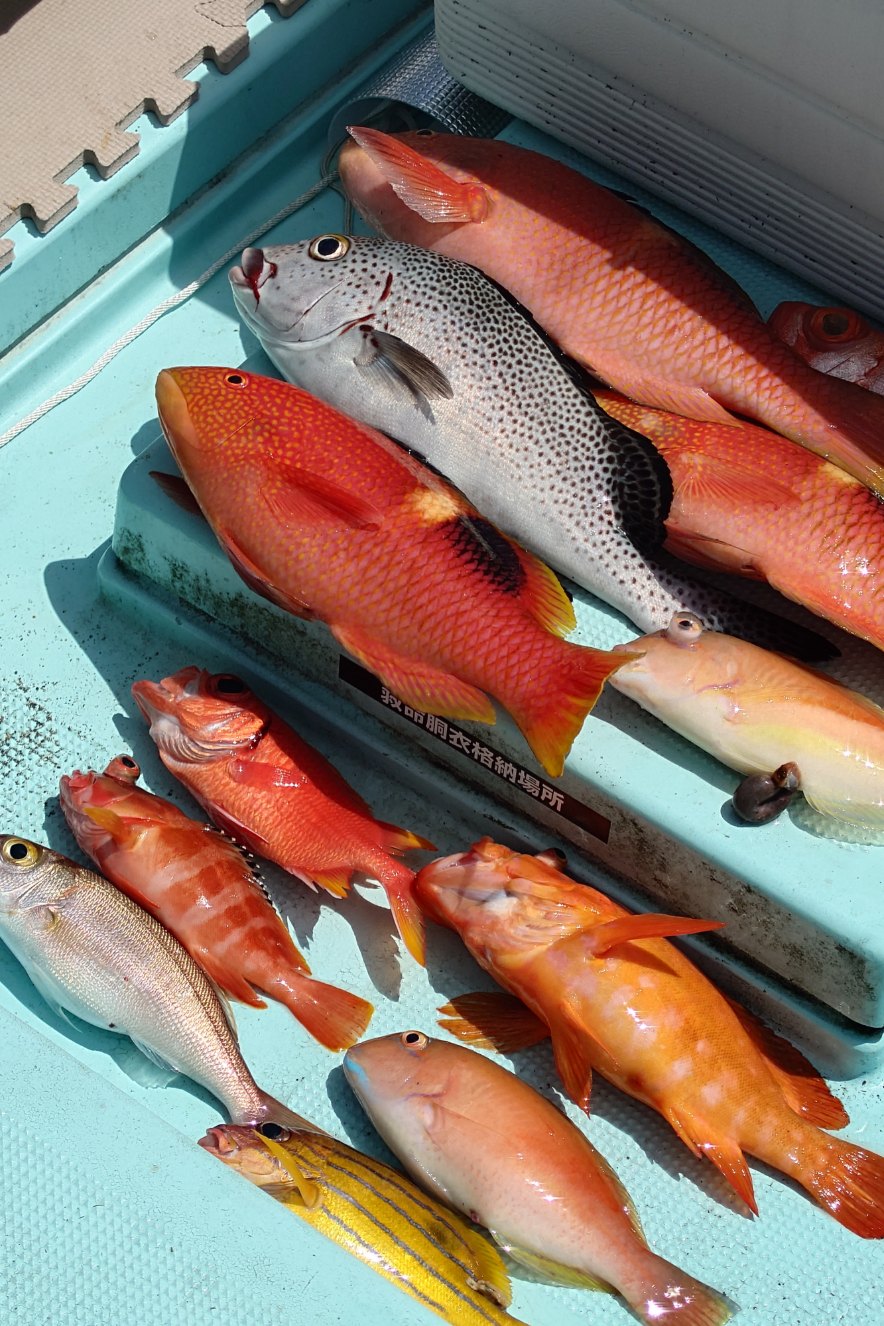 奄美は釣りのメッカ