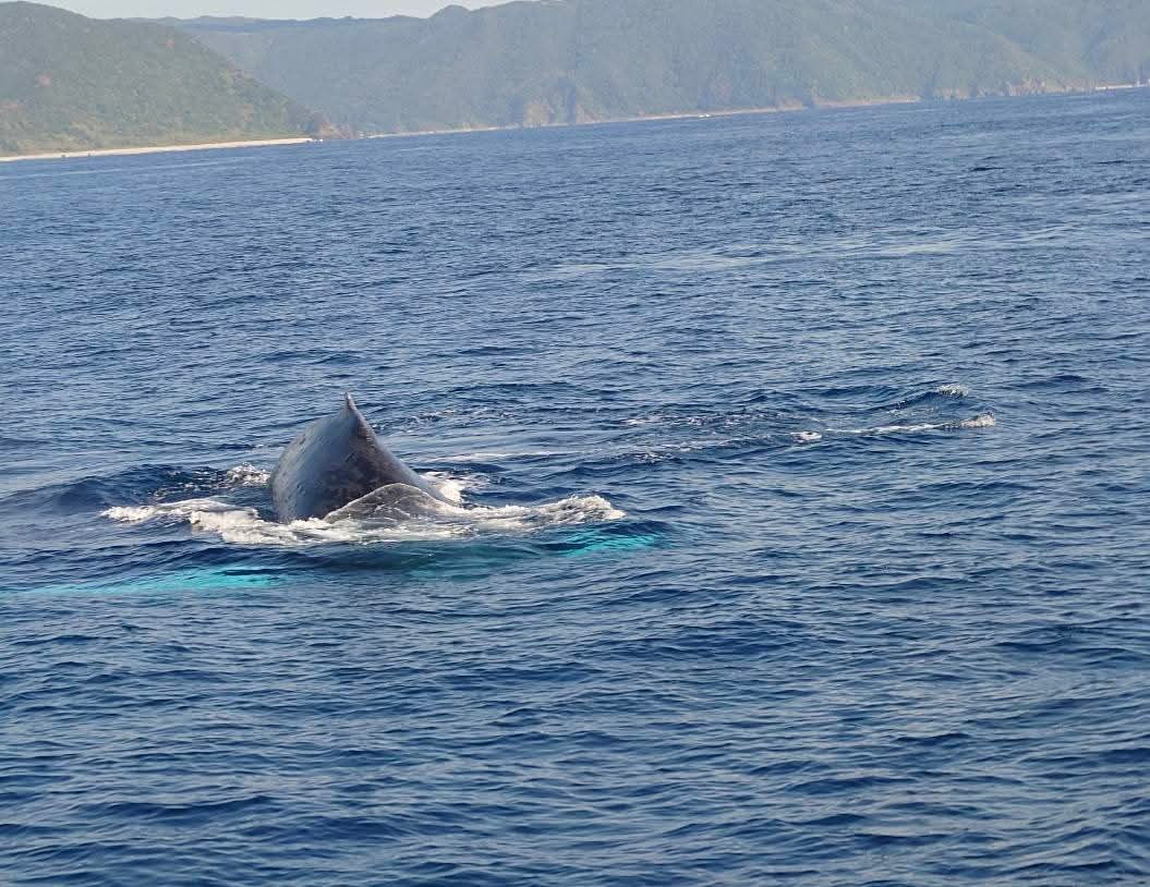 ホェールウォチング