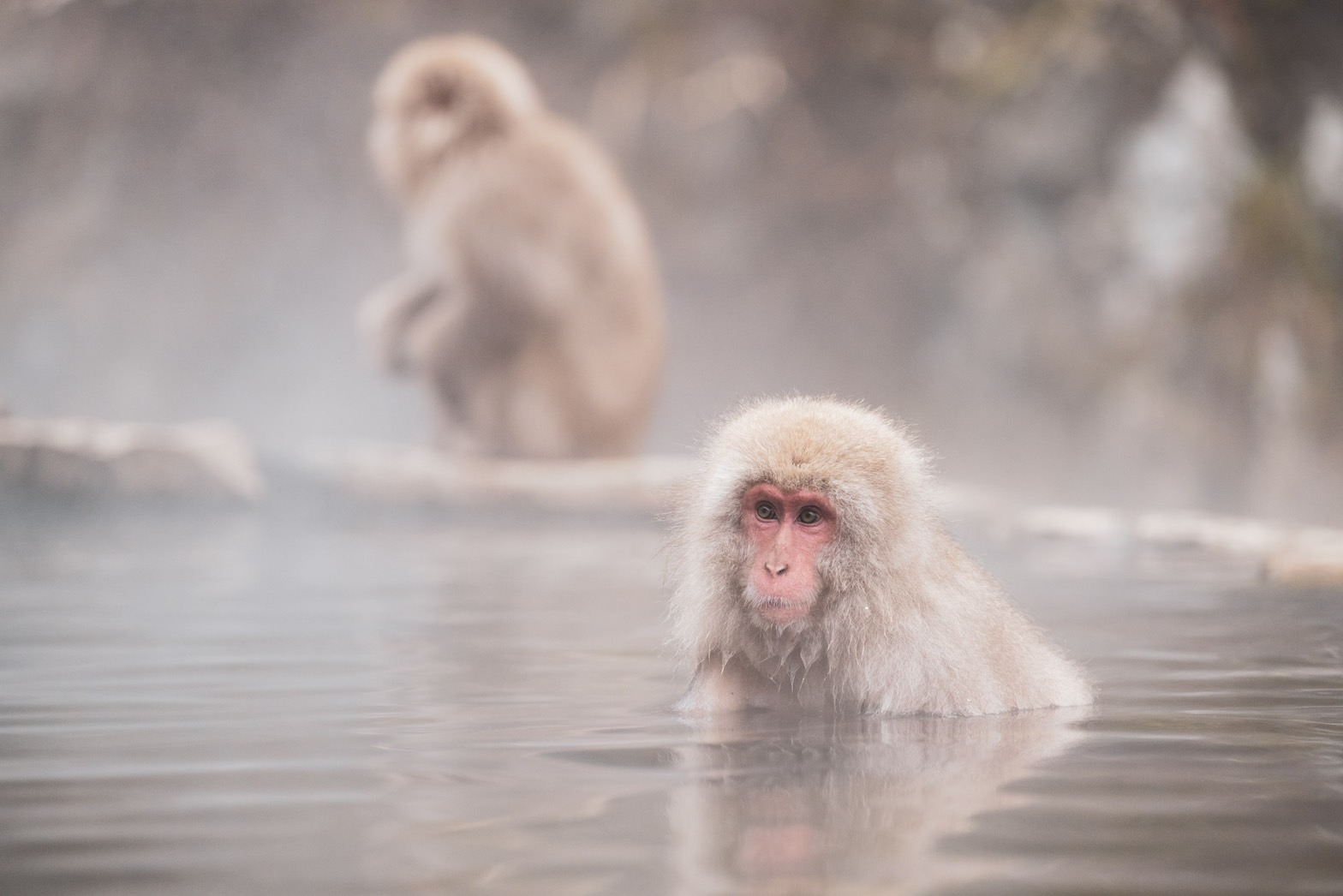 スノーモンキー　地獄谷野猿公苑２
