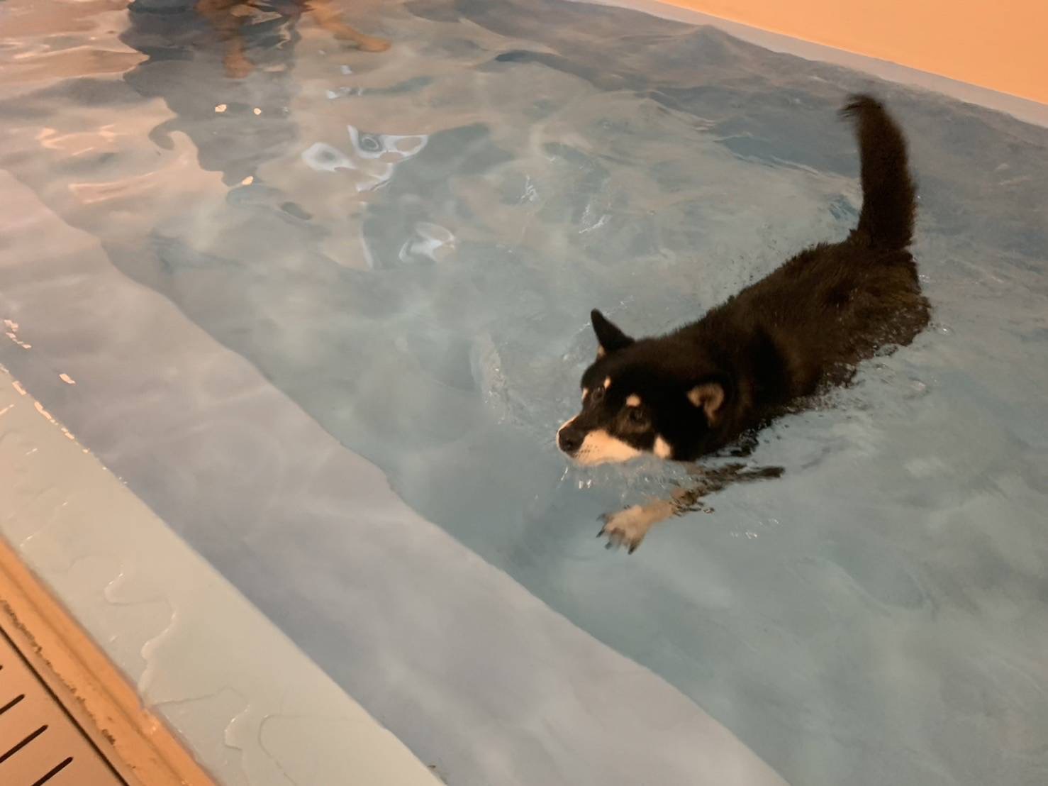 ペットと過ごす愉楽の休日　AMMOS PET FRENDLY HOTELスタンダードプラン