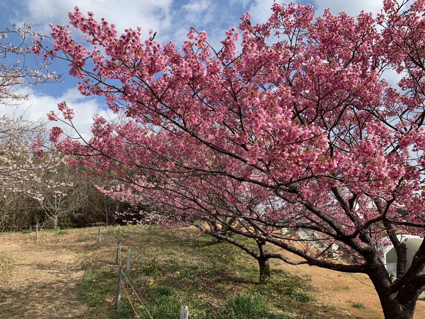 白浜桜の里