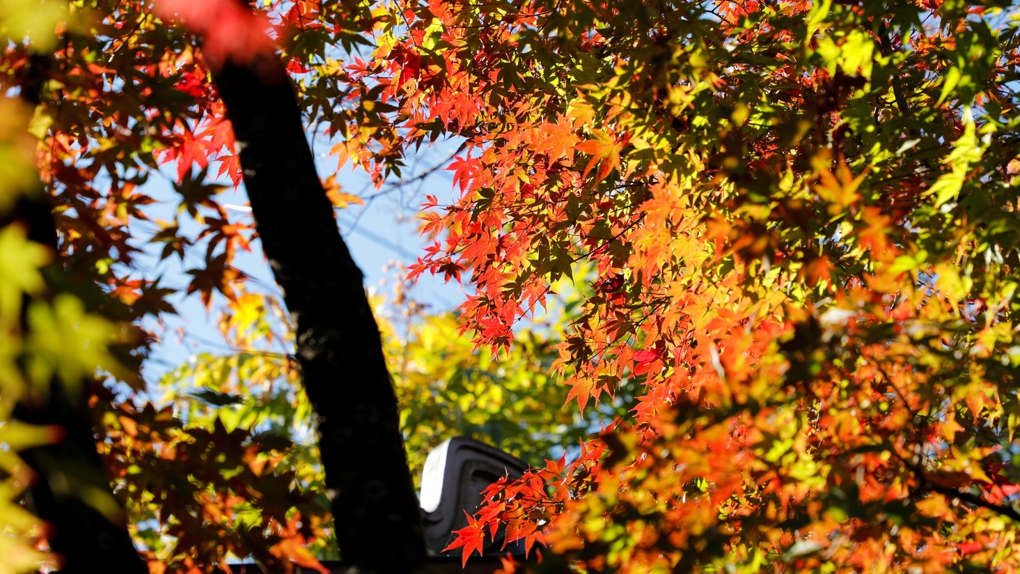 【日帰り・昼食付】秋の昼会席「嵯峨野」プラン
