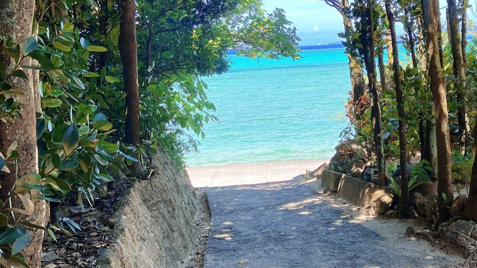 フクギのトンネル