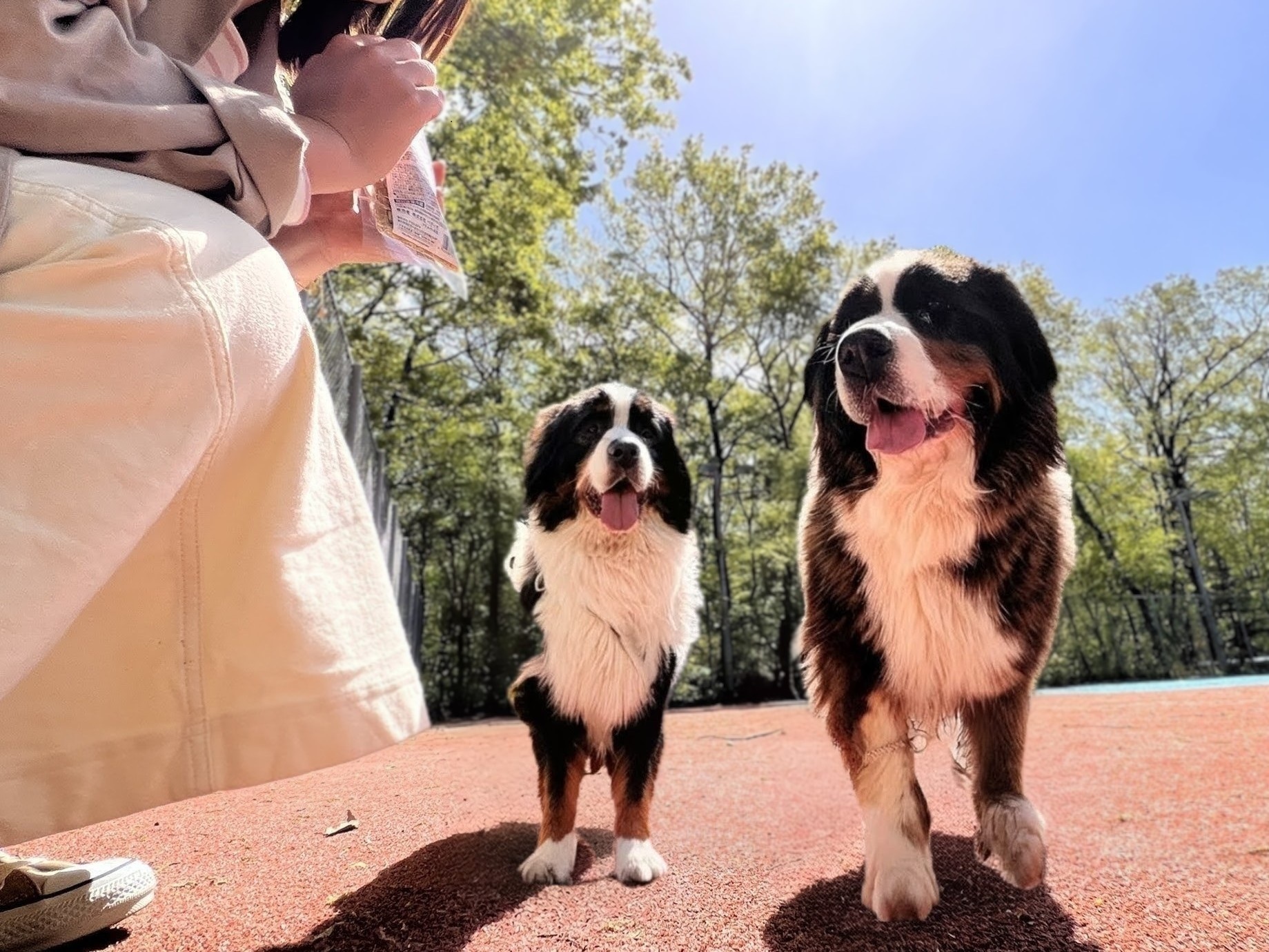 ドッグランも完備！宿泊者は無料で利用可能です！