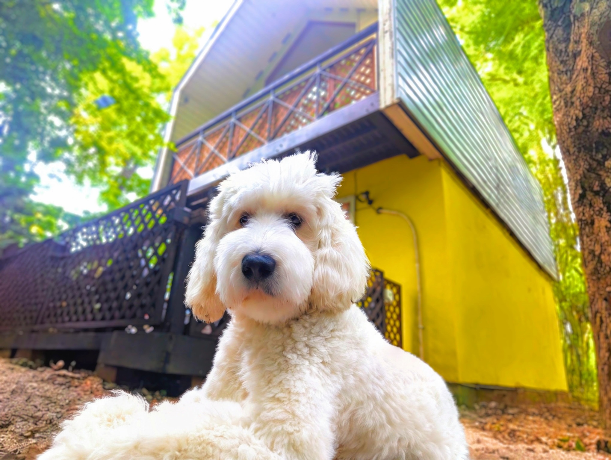 大型犬でも何頭でも宿泊可能