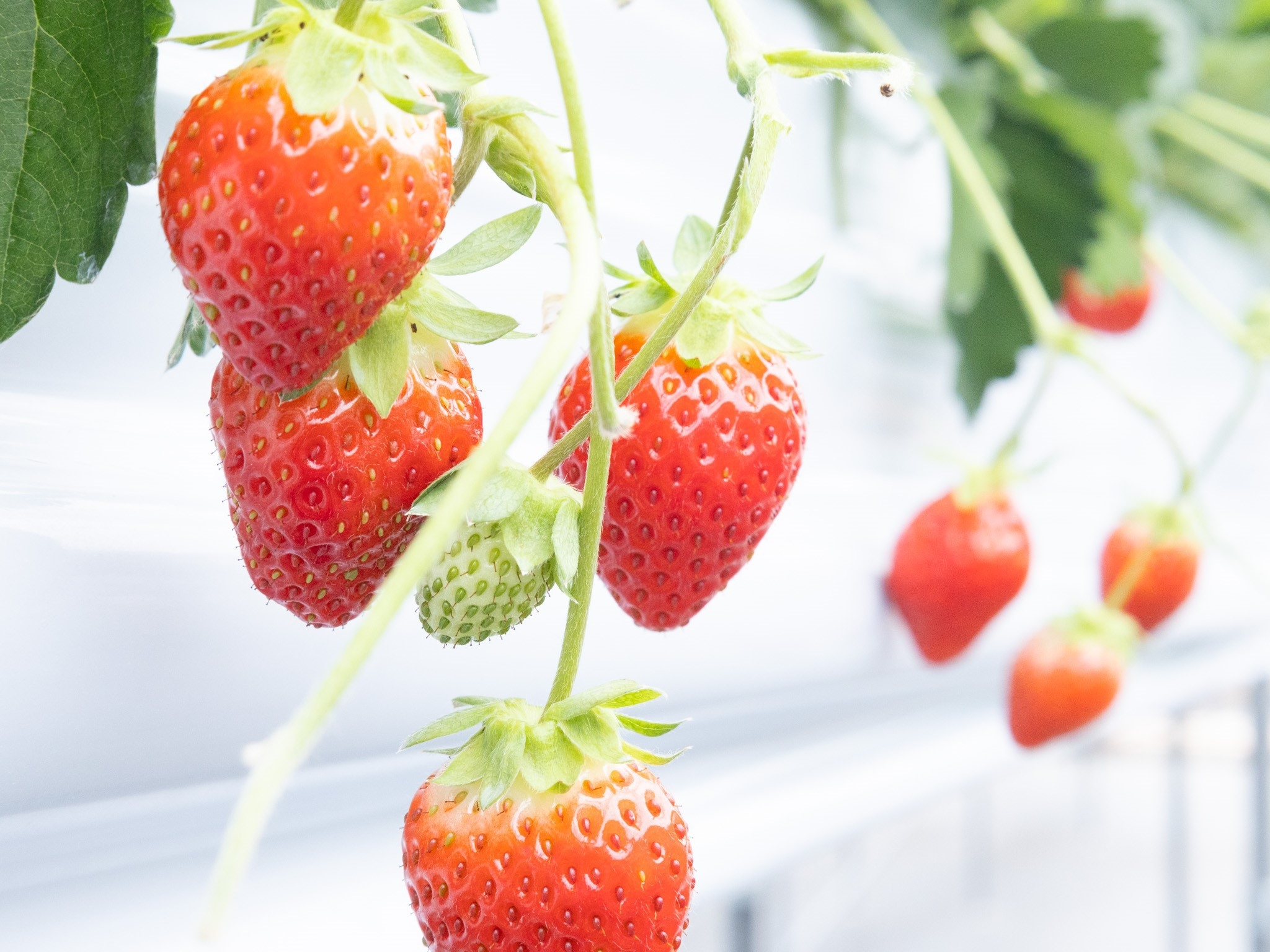 いちごとBBQで満ちる、春限定THE FARM満喫プラン【1泊2食付】