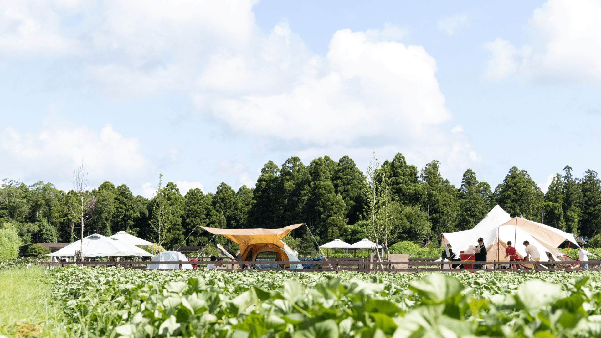 農園のなかのキャンプ場　遠景