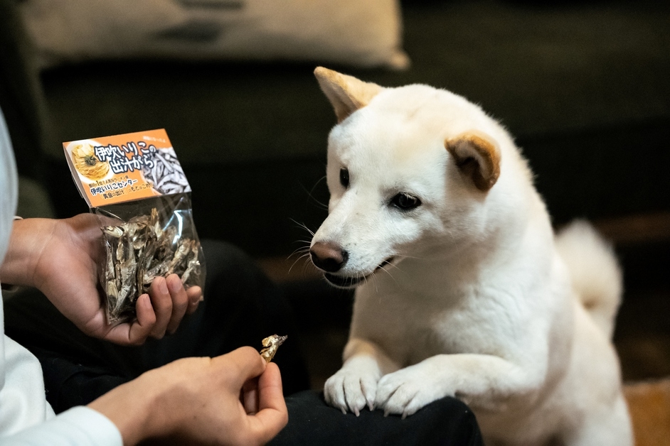 【2025年リニューアル！】ビーチまで徒歩20秒！愛犬と一緒に泊まれる最大6名+1匹の素泊まりプラン
