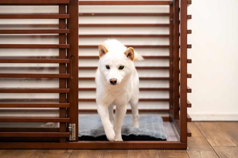 【2025年リニューアル！】ビーチまで徒歩20秒！愛犬と一緒に泊まれる最大6名+1匹の素泊まりプラン