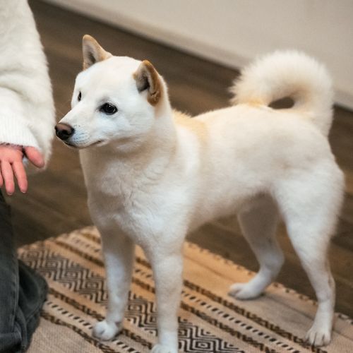 【早期割30】＜素泊まり＞早めのご予約でお得にステイ★最大10％OFF★愛犬と一緒に泊まれる