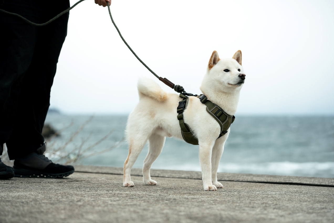 【2025年リニューアル！】ビーチまで徒歩20秒！愛犬と一緒に泊まれる最大6名+1匹の素泊まりプラン