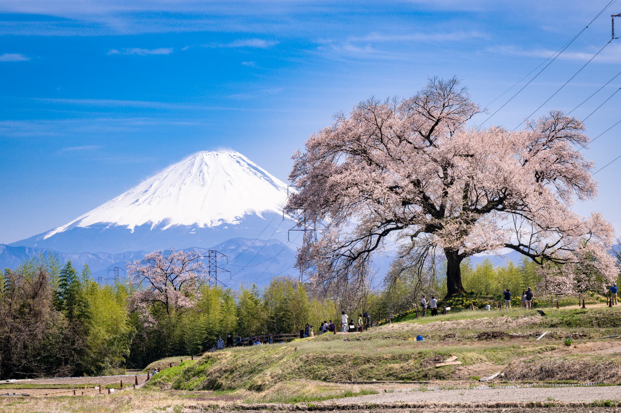 わに塚の桜