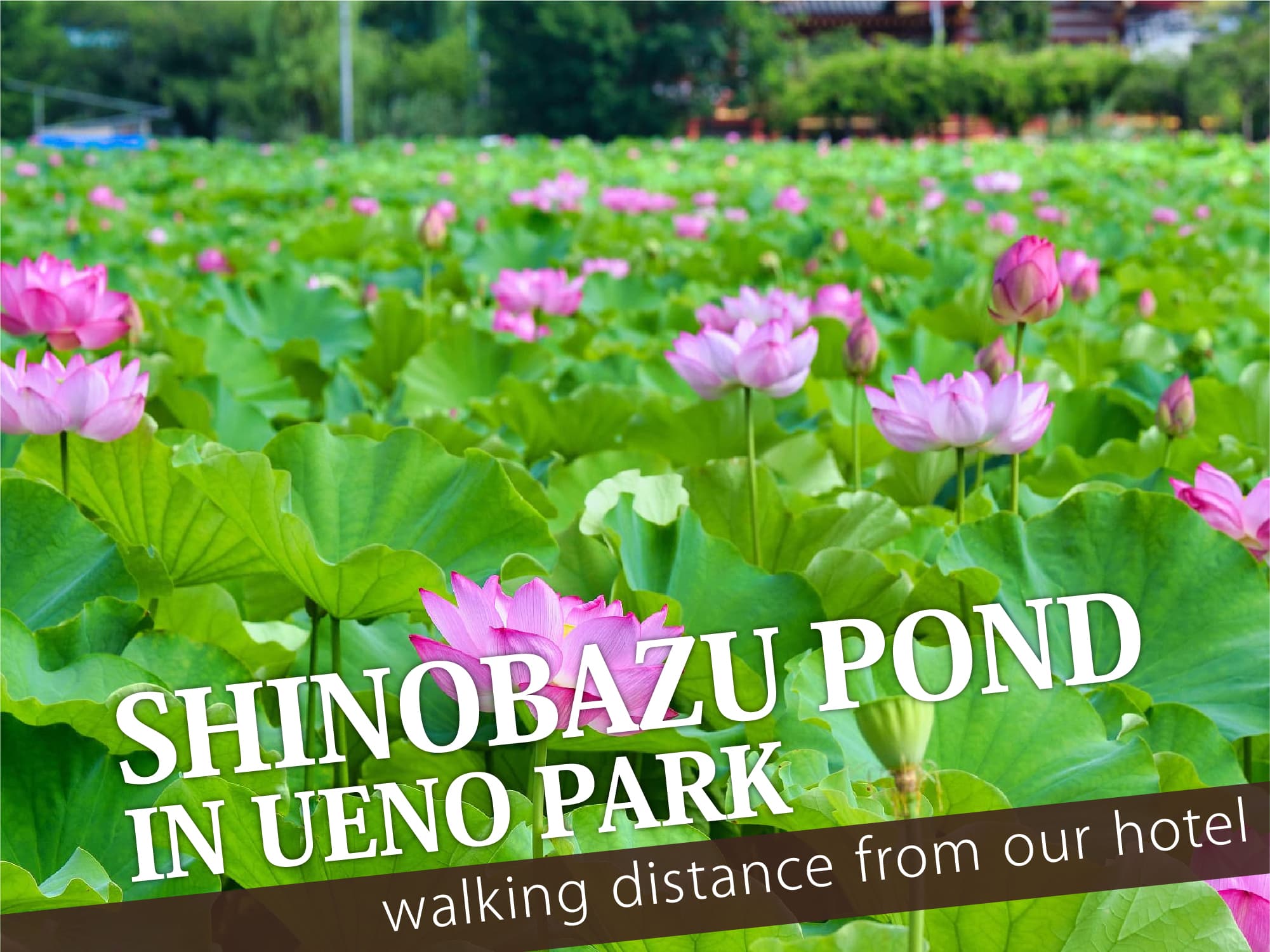 Shinobazuno Pond（不忍池）