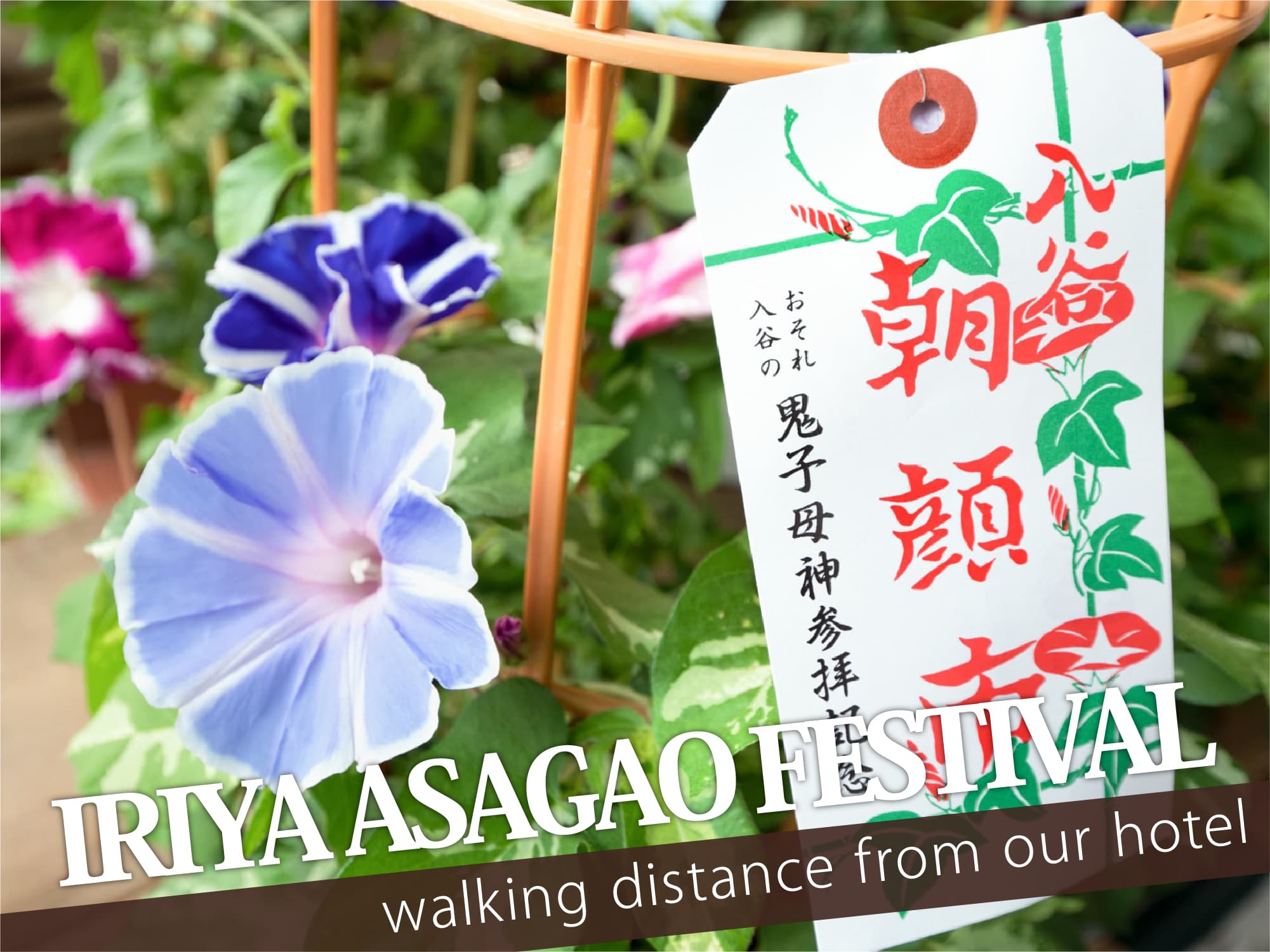Iriya Asagao Festival（入谷朝顔まつり）