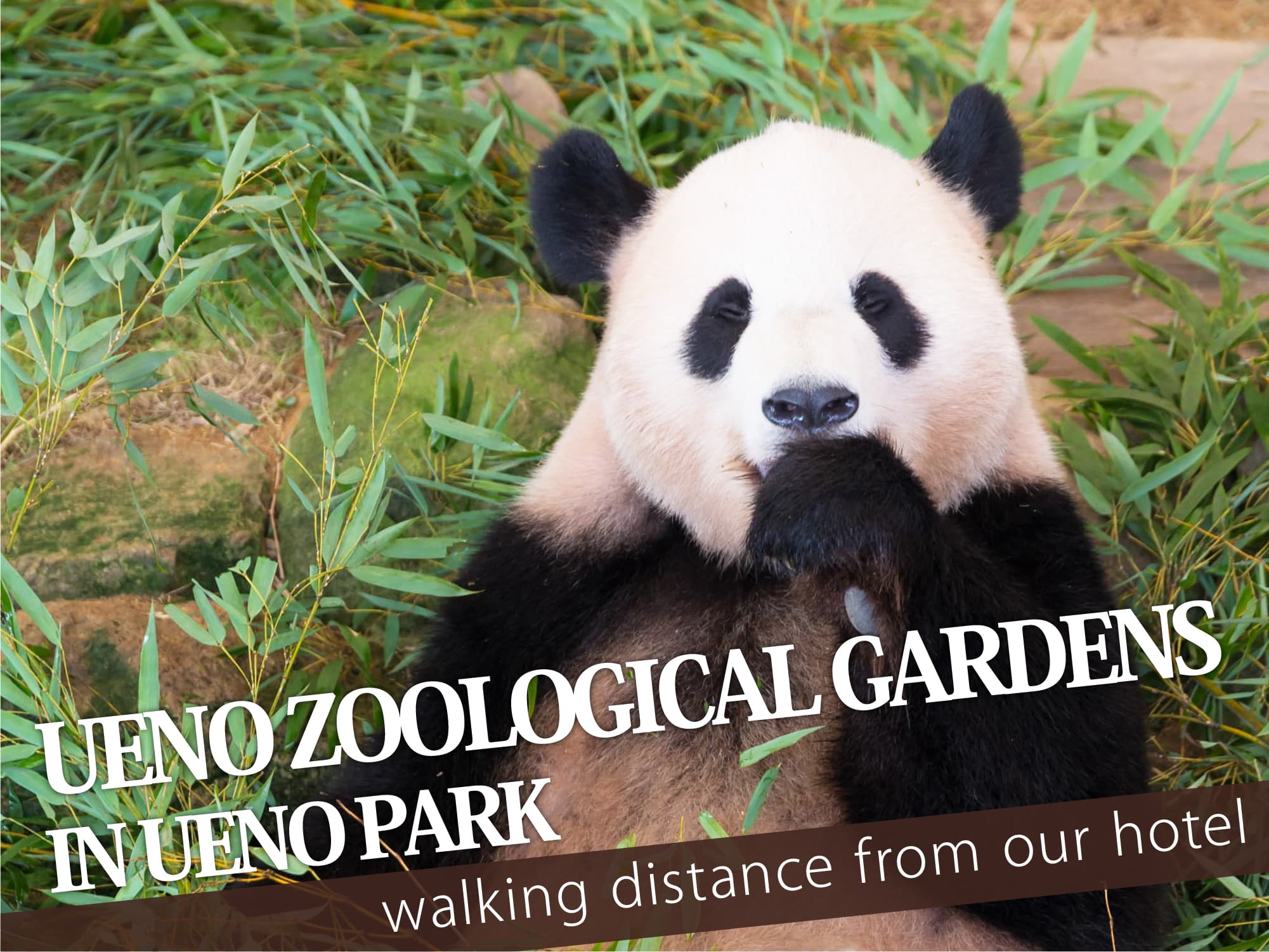 Ueno Zoo（上野動物園）