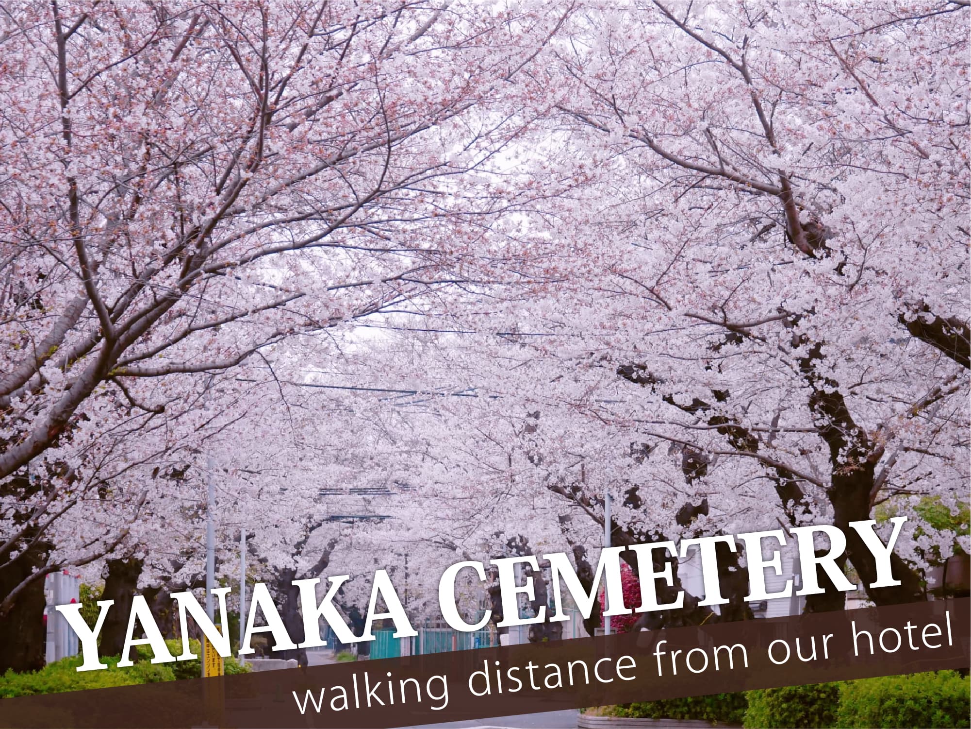 Yanaka Cemetery（谷中霊園）